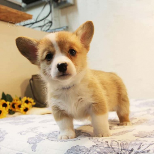 #Corgi tata s prkazem pvodu