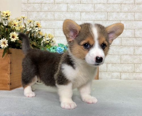 #Corgi tata s prkazem pvodu