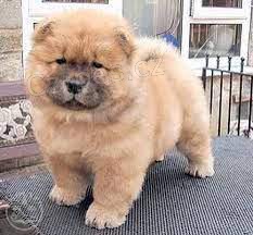 asn chow chow tata