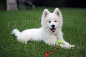 sladk samoyed tata