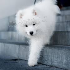 sladk samoyed tata