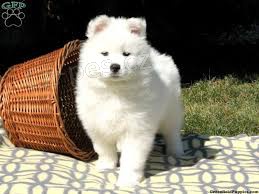 sladk samoyed tata