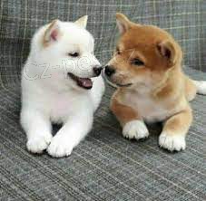 Shiba Inu tata