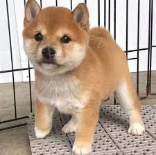 Shiba Inu tata