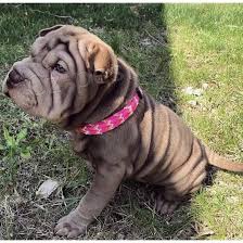 shar-pei tata k dispozici