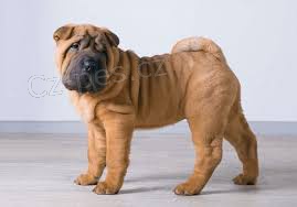 shar-pei tata k dispozici