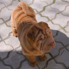 shar-pei tata k dispozici