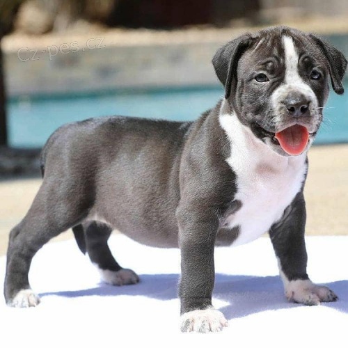 tata American Bully.