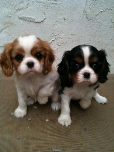 Prodm zdrav TATA kavalr King Charles Spaniel.