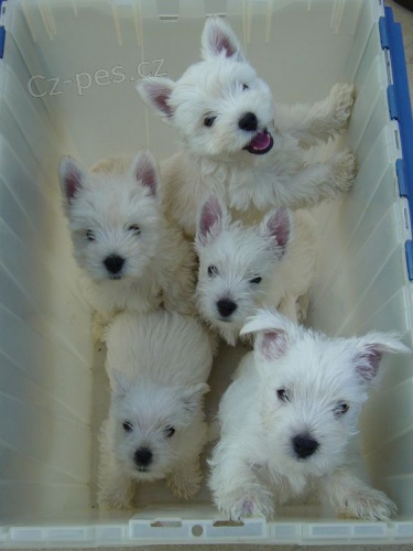 Prodm ZDRAV A OKOVAN mini tata West Highland White Terriers