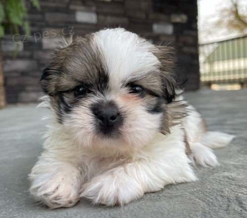 Prodm tata SHIH TZU