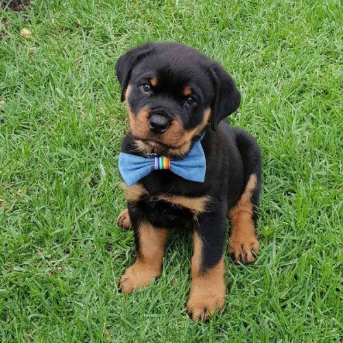 Kvalitn tata rottweiler.