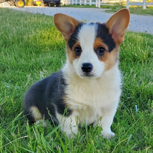 Prodm oderven, okovan roztomil ttka Pembroke Welsh Corgi.