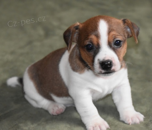 Prodm okovan a oderven tata Jack russell terira.