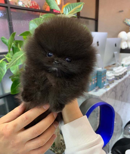 miniaturn tata pomeranian na prodej.