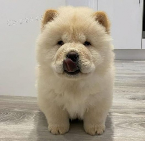 Chow Chow tata k adopci.