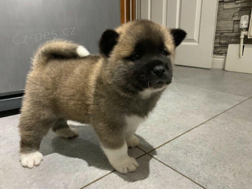 Rodokmen tat Akita k adopci.