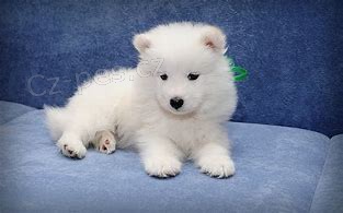 samoyed tata ;*