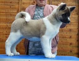 tata Akita Inu