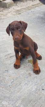 tata doberman