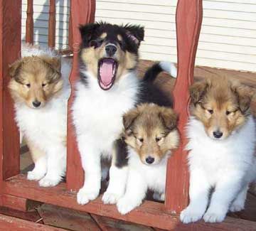 Prodm tata shetlandskho ovka(SHELTIE).