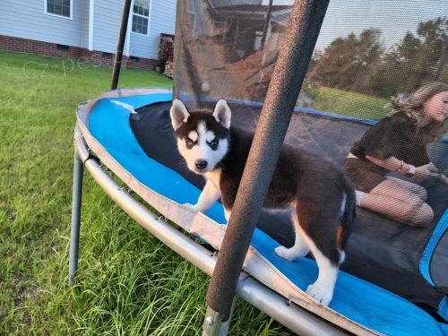 istokrevn tata sibiskho husky.