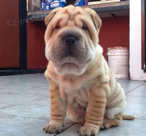 Prodm tata SHAR-PEI.