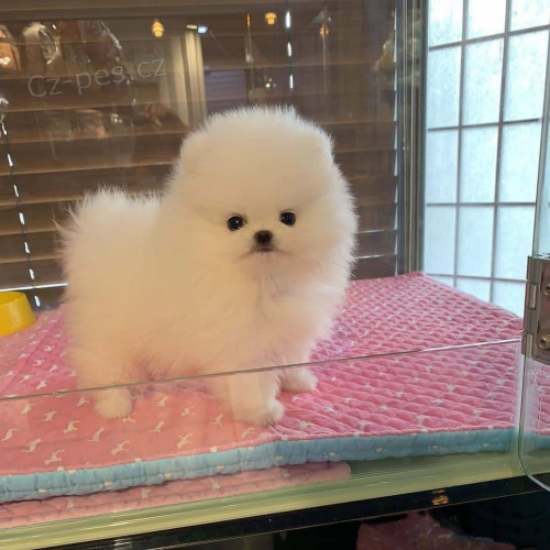 Registrovan tata Pomeranian.