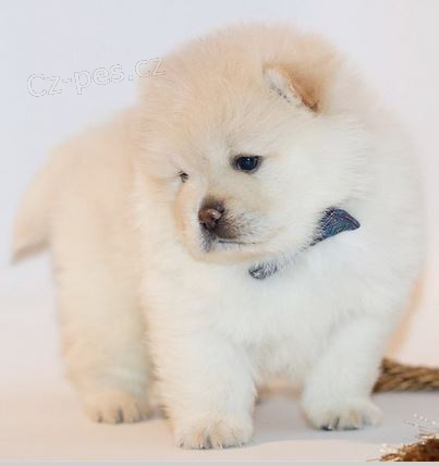 Rozkon tata au au (Chow Chow)  k adopci