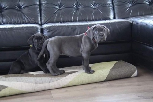 Krsn ttka Cane Corso.