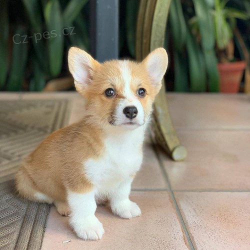 Roztomil tata Pembroke Welsh Corgi.