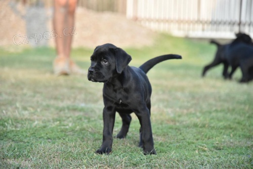 Roztomil ttka Cane Corso.