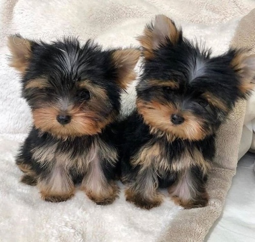 Yorkshire terrier bez PP