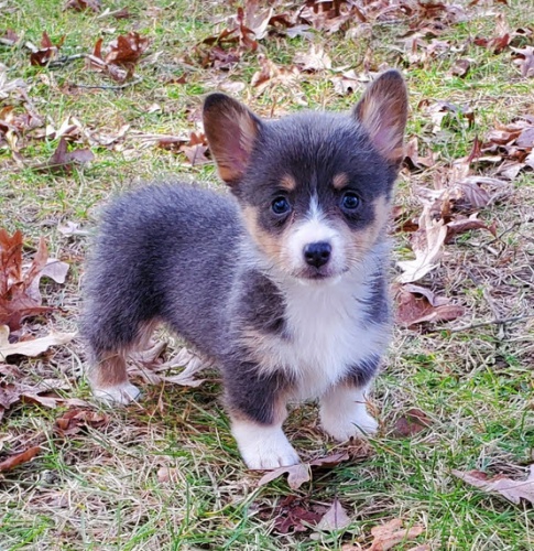 tata Pembroke Welsh Corgi na prodej.