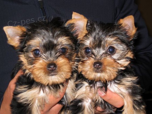 Prodm tata MINI YORKIE.