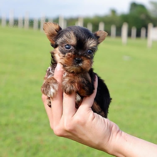 Prodm okovan a oderven tata mini yorkie.