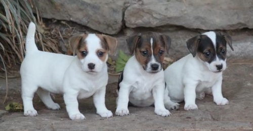 Prodm zdrav, okovan a oderven tata mini jack russell terira.