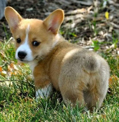 Prodm tata Pembroke Welsh Corgi.