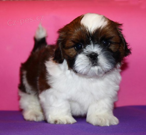 Prodm tata SHIH TZU