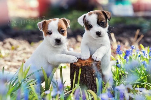 Prodm tata jack russell terira.