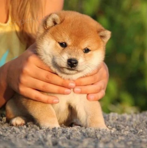 Prodm mini mini ttka shiba inu