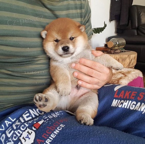 Prodm okovan a oderven tata mini mini shiba inu