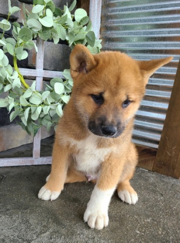 Prodm okovan tata shiba inu