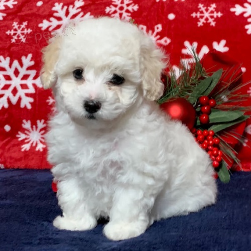 Prodm tata Maltipoo