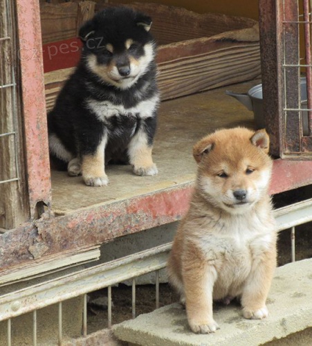 Prodm roztomil, okovan a oderven ttka shiba inu