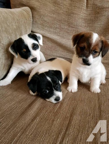 Jack russell terier hladk fenka s pp