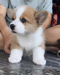 ڞasn Pembroke Corgi pipraven jt