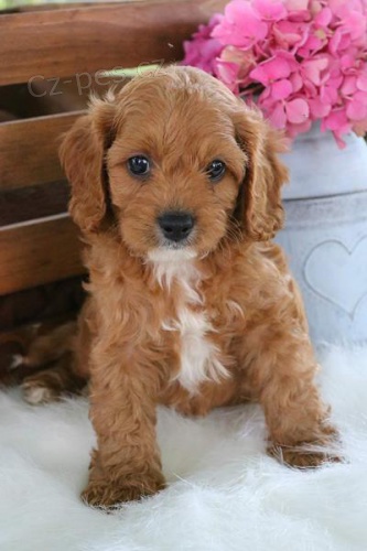 Prodm zdrav mini tata cavapoo.