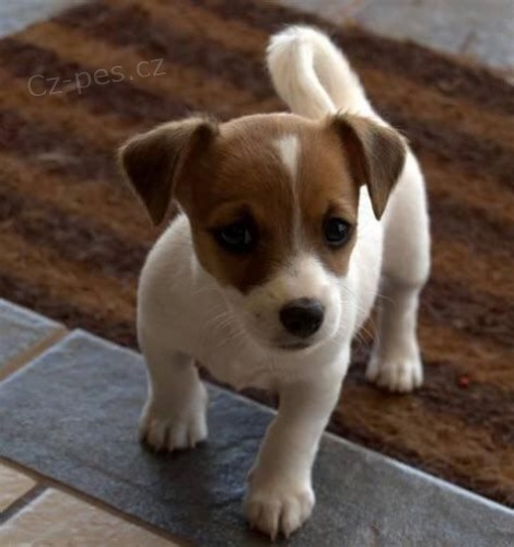 ndhern a zdrav ttka jack russell terira na prodej.