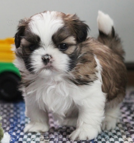 Prodm hygienicky a sociln vykolen tata SHIH TZU